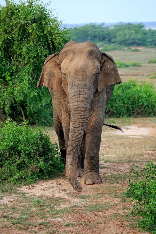 Sri lankan elephant