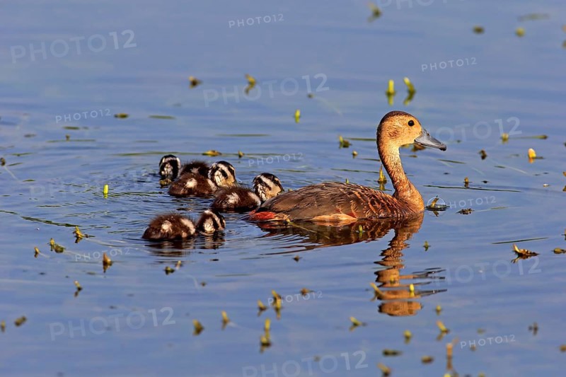 Lesser whistling duck