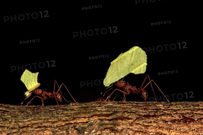 Leafcutter ant