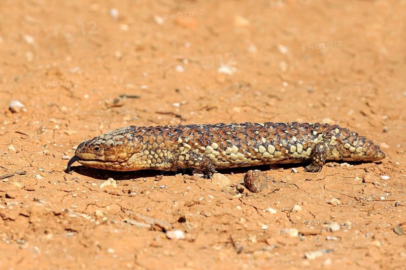 Tiliqua rugosa