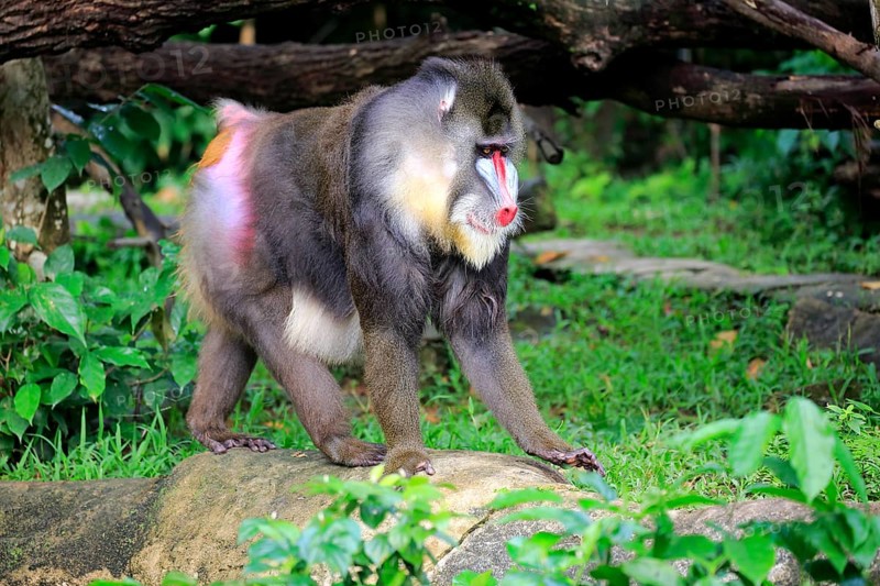 Mandrill
