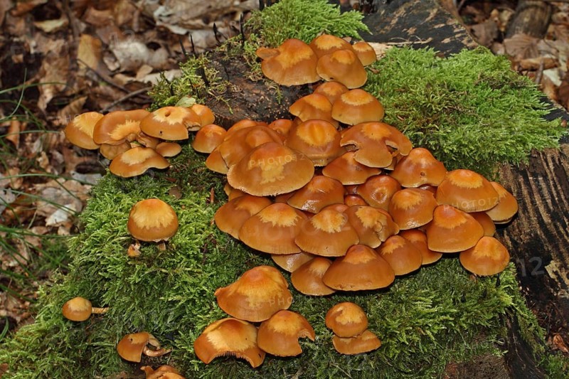 Sheathed woodtuft