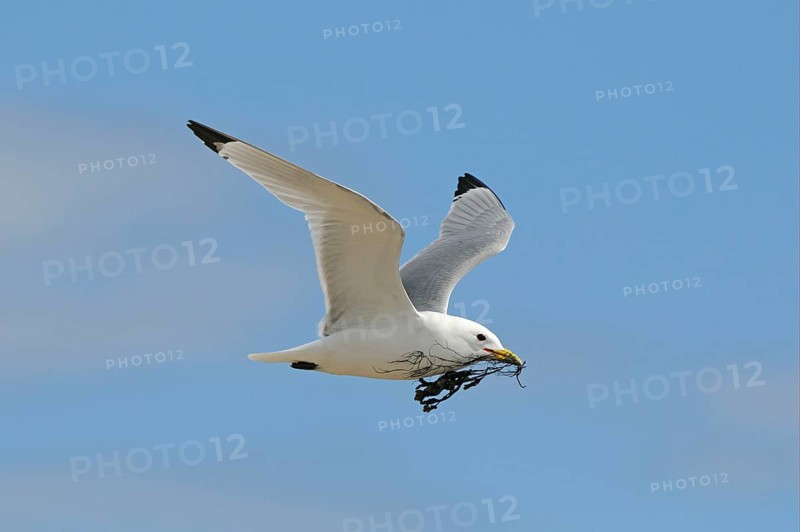 Black-legged Kittiwake
