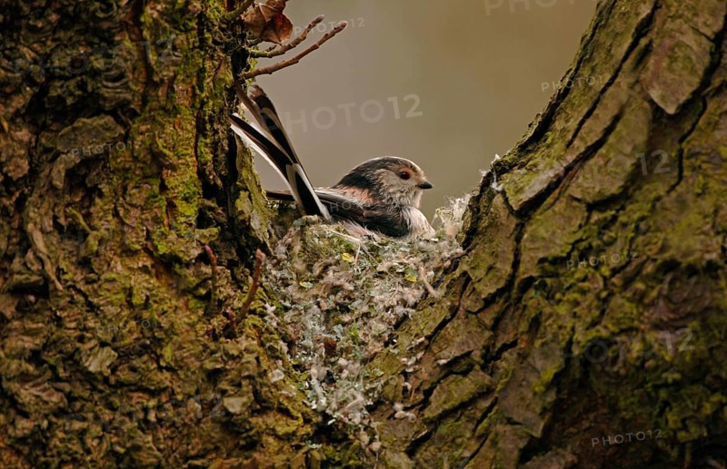 Long-tailed Tit