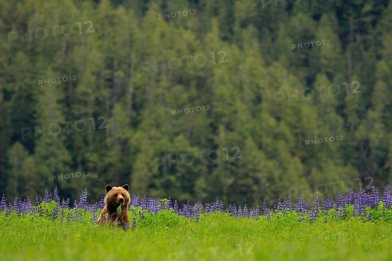 Grizzly Bear