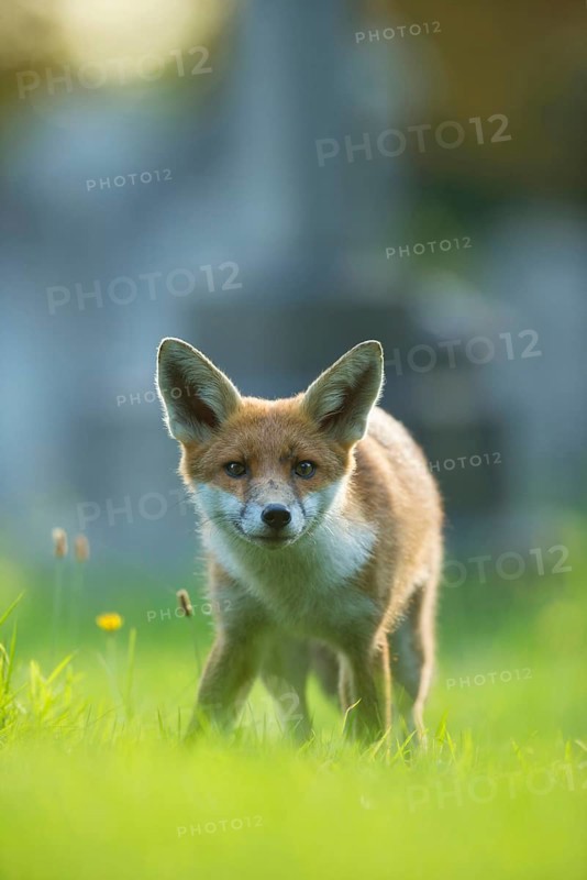 European Red Fox