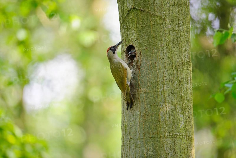 European Green Woodpecker