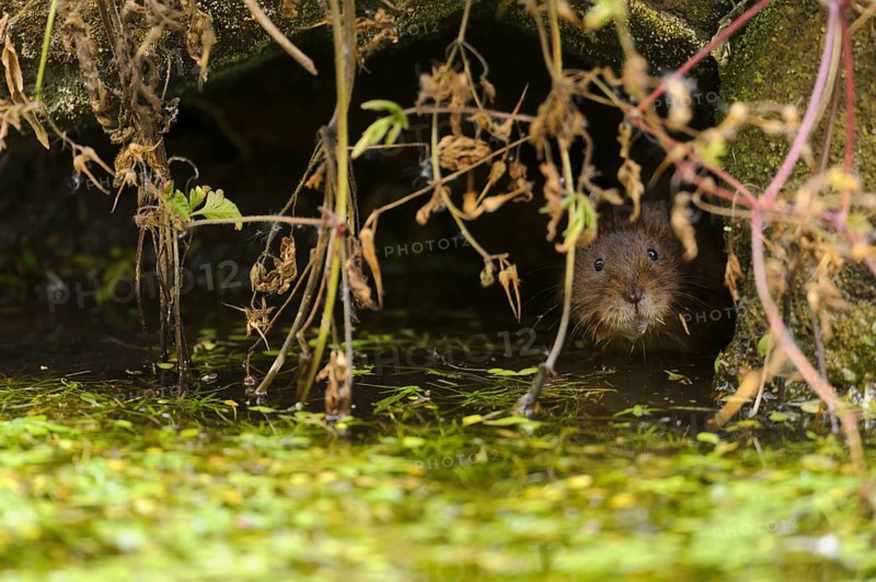 Eastern vole