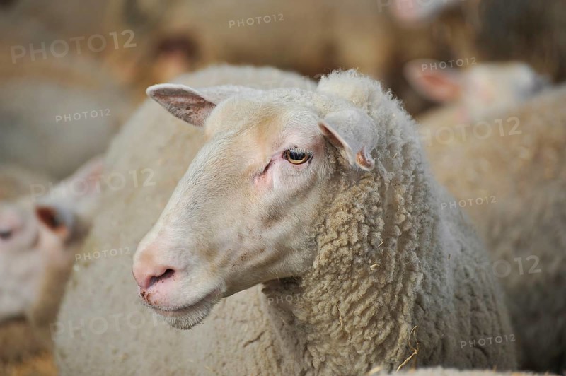 Domestic Sheep