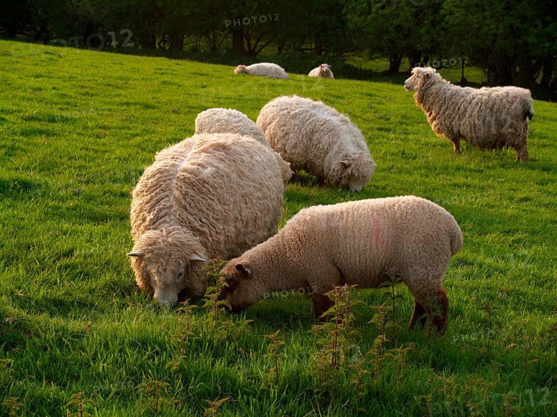 Domestic sheep