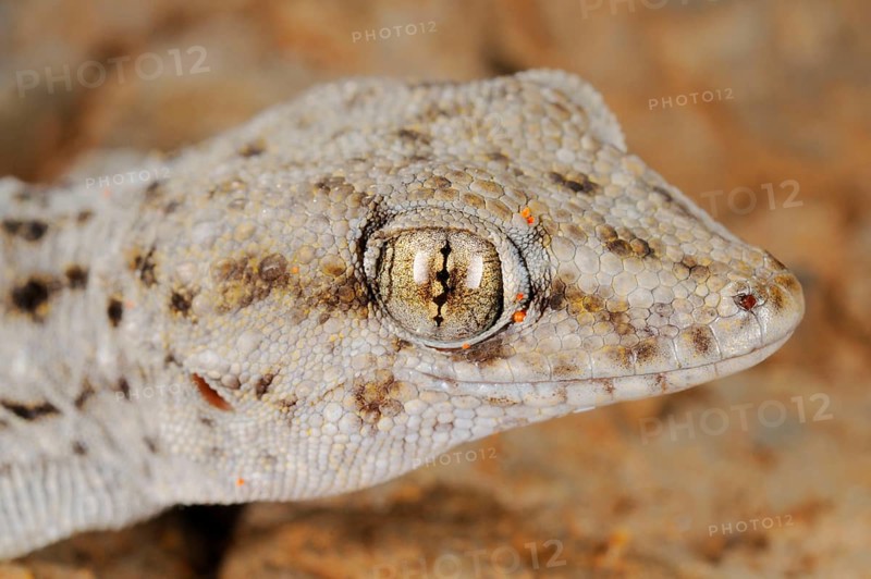 Tenerife geckos