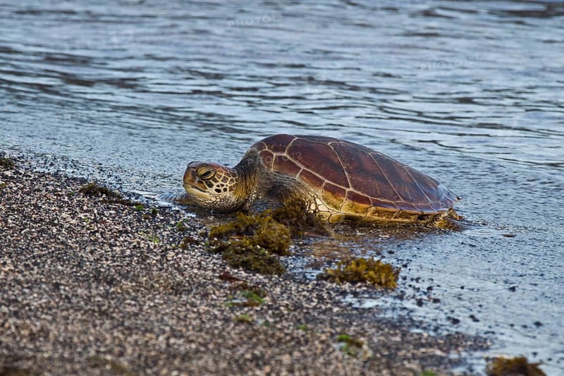 Chelonia mydas agassizi
