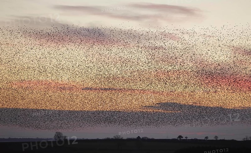 Common Starling