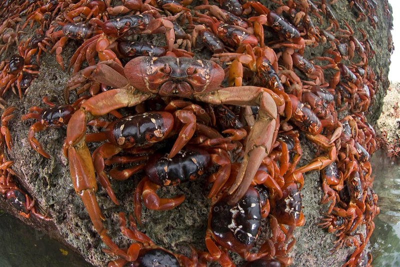 Christmas island red crab