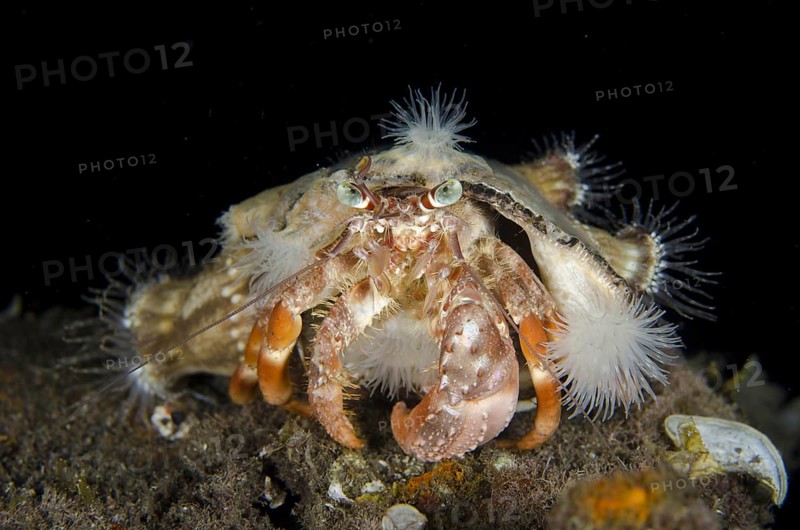 Anemone hermit crab