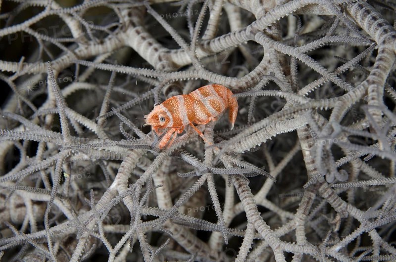 Basket star shrimp