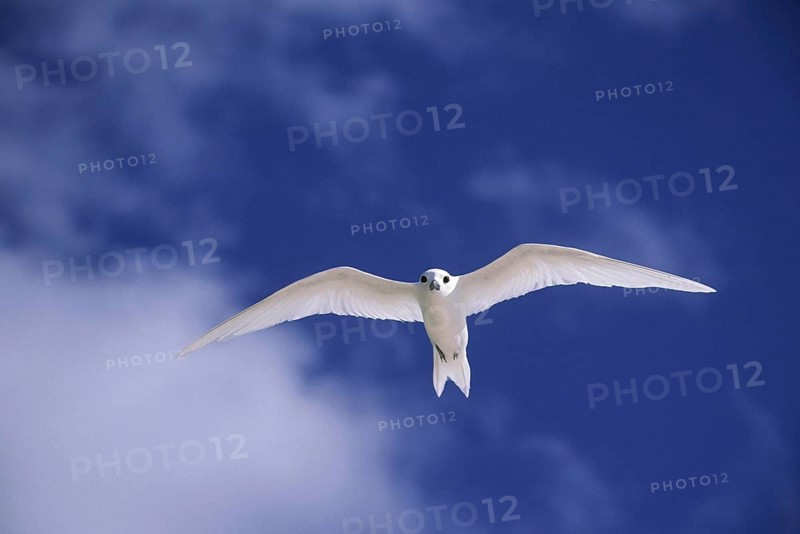 Fairy Tern