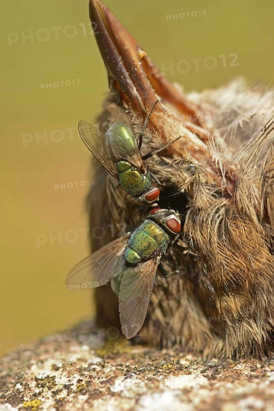 Emperor gold fly