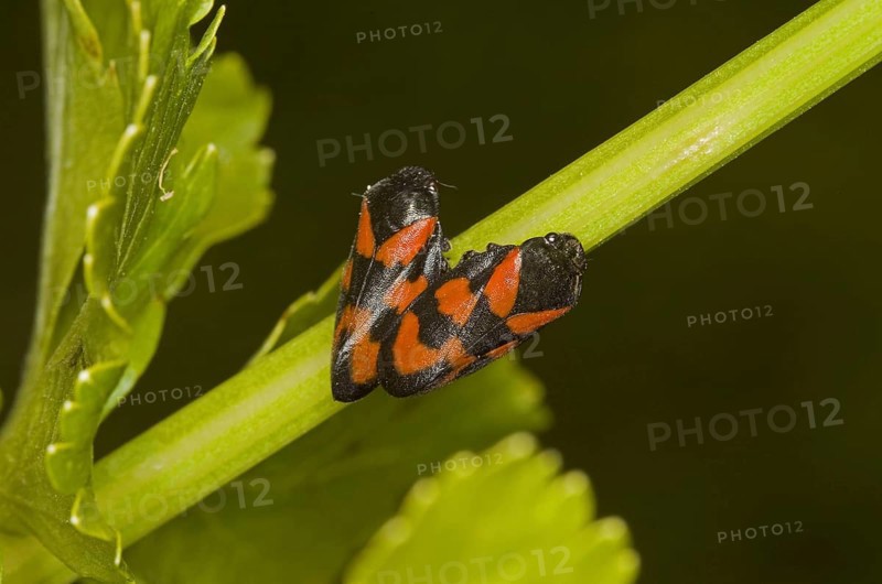 Red-and-black froghopper