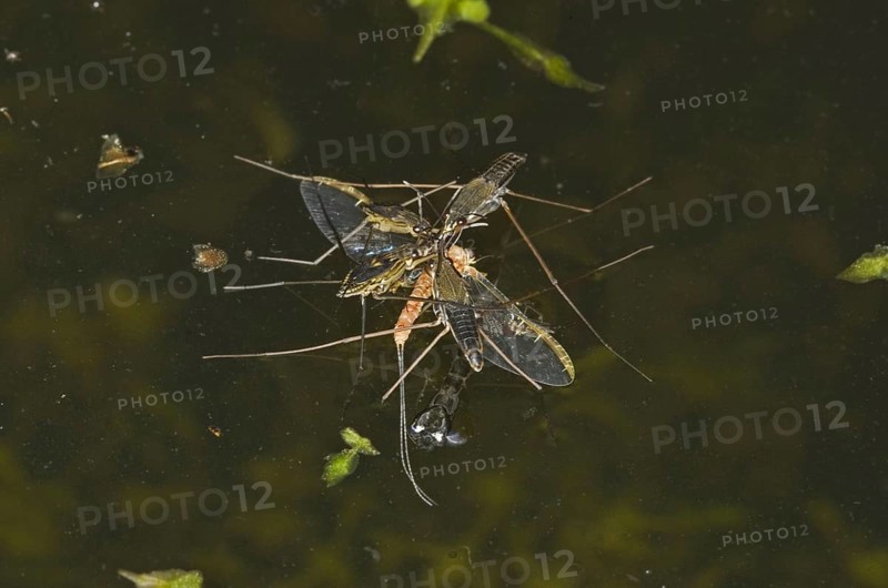 Common Pond Skater