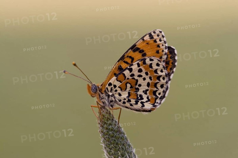 Red Fritillary