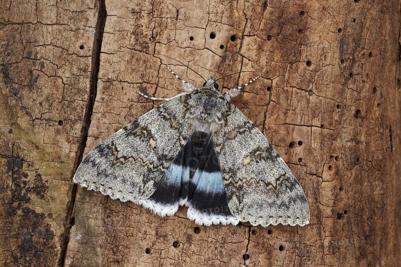 Blue underwing