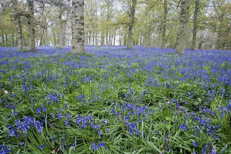 Endymion hyacinth