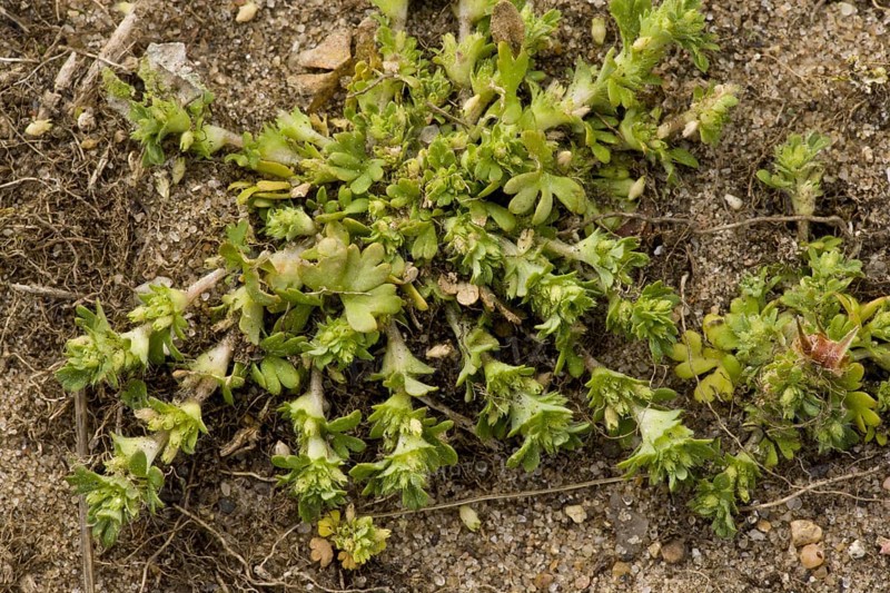 Parsley-piert
