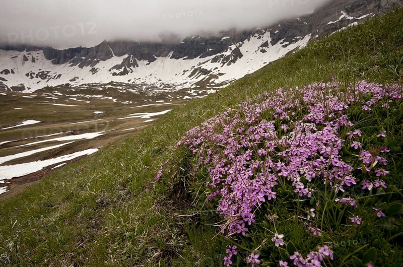 Moss Campion