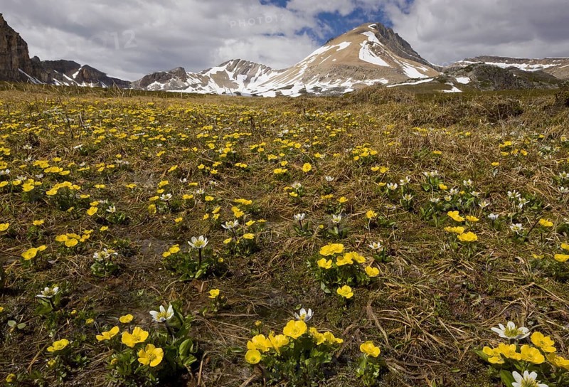 White Marsh Marigold