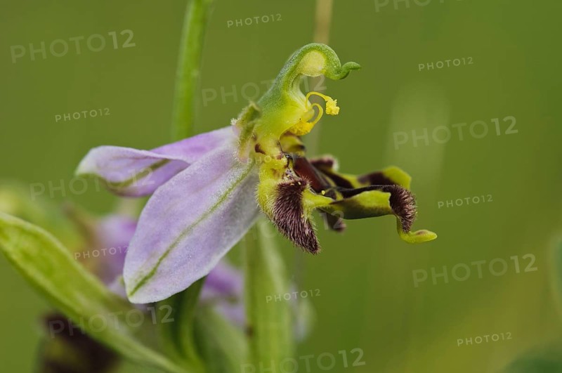 Bee Orchid
