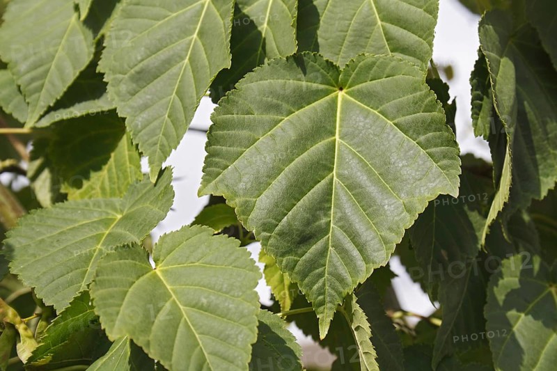 Pere David's pere david's maple