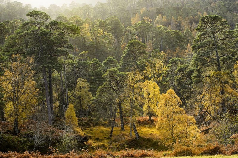 Forest habitat scots pine