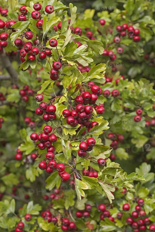 Common Hawthorn