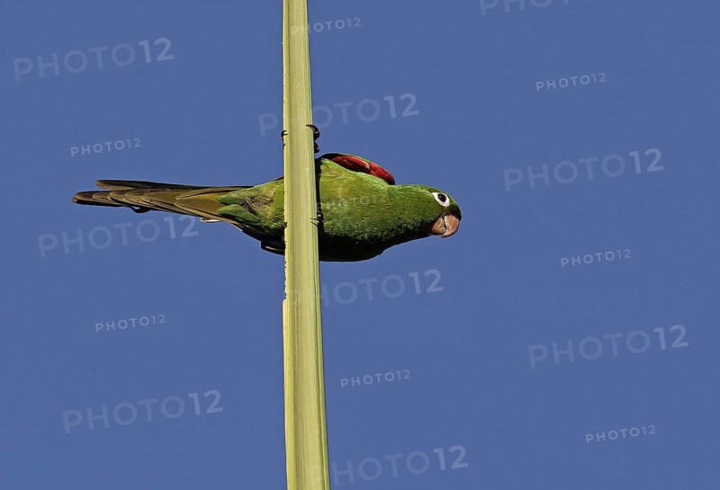 Adult Spanish parakeet