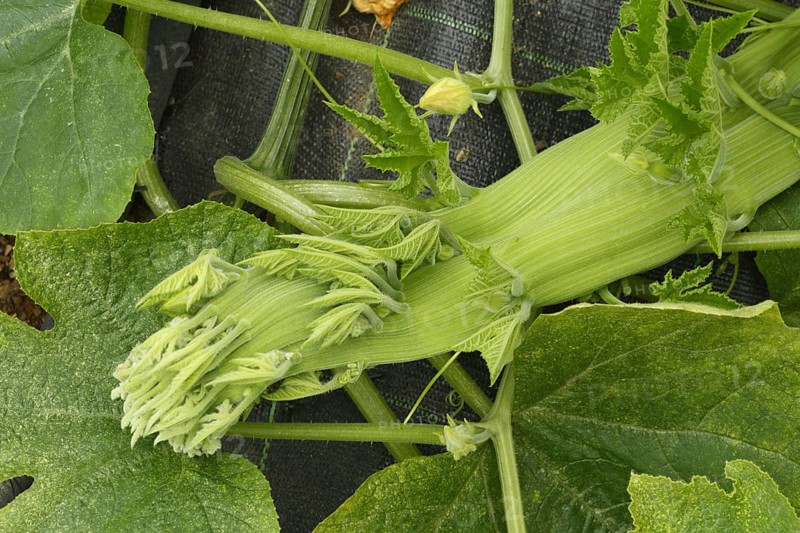 Squash