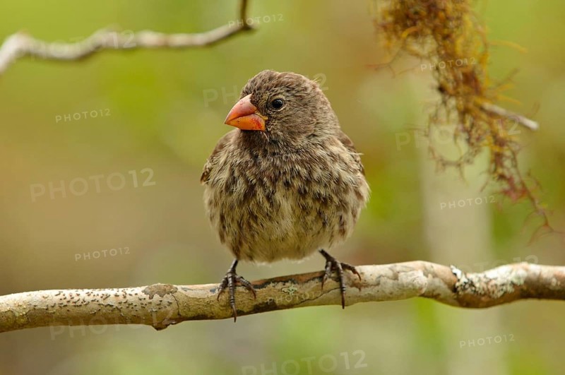 Woodpecker Finch