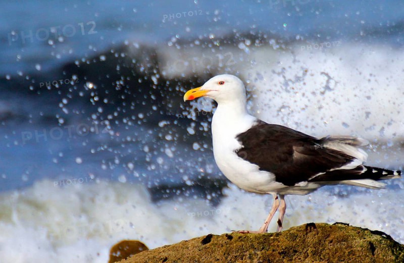 Great black-backed gull