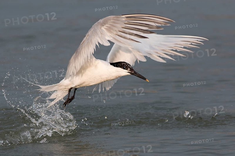 Sandwich tern