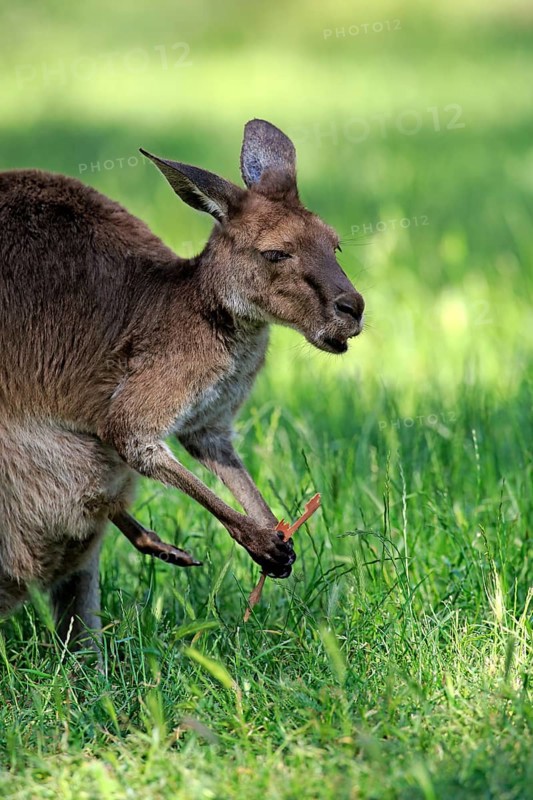 Eastern grey kangaroo