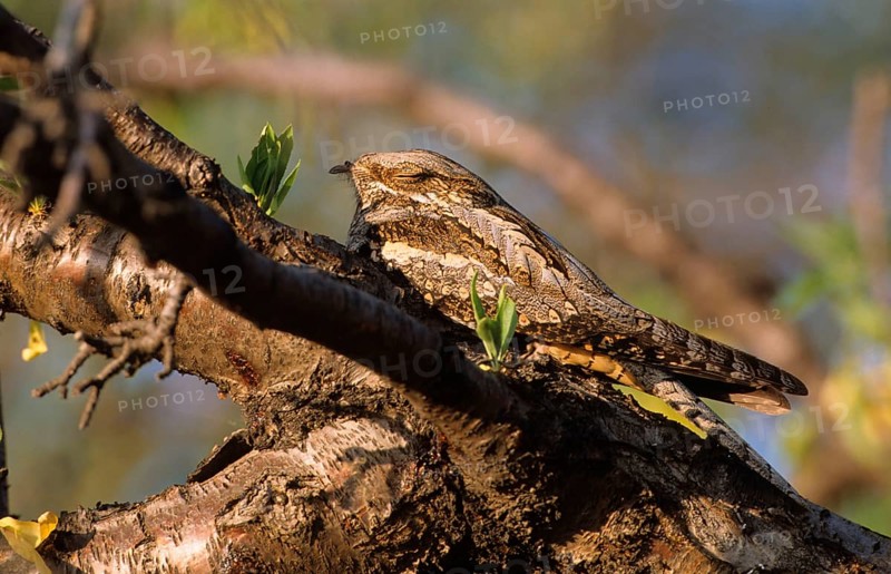European Nightjar