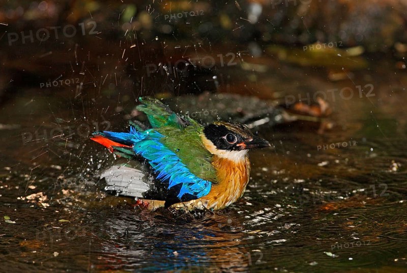 Blue-winged Pitta