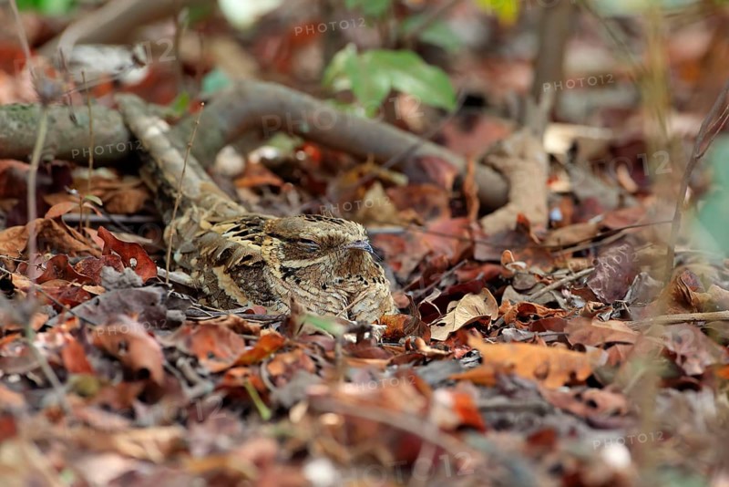 Long-tailed Nightjar