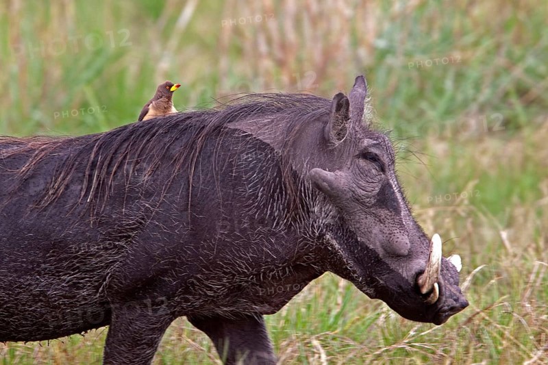 African warthog with yellow beak oxpecker on back
