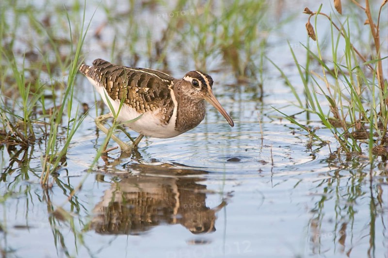 Painted-snipe