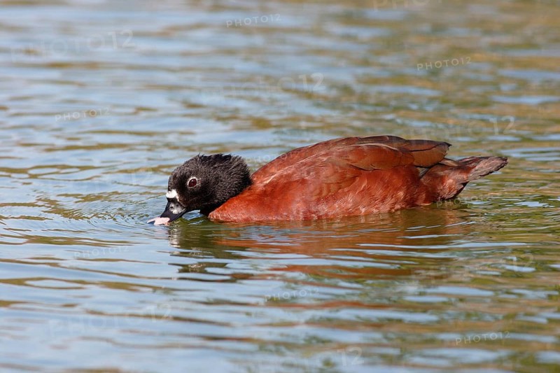 Hartlaub's Duck