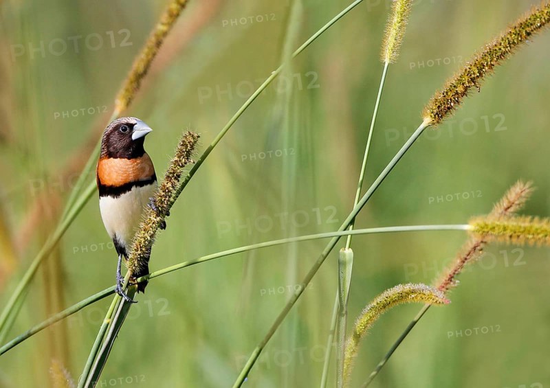 Chestnut-breasted Munia