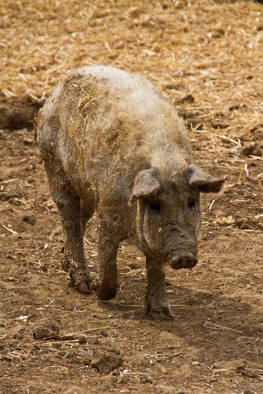 Mangalitsa pig