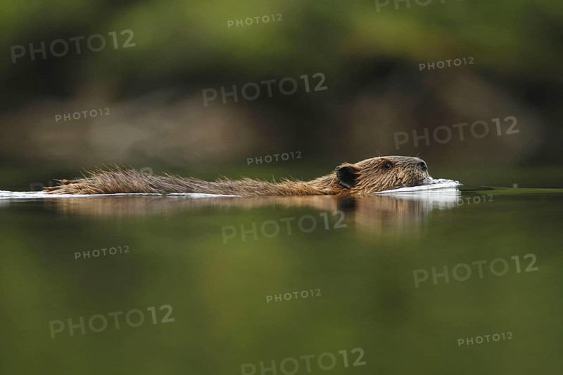 American Beaver