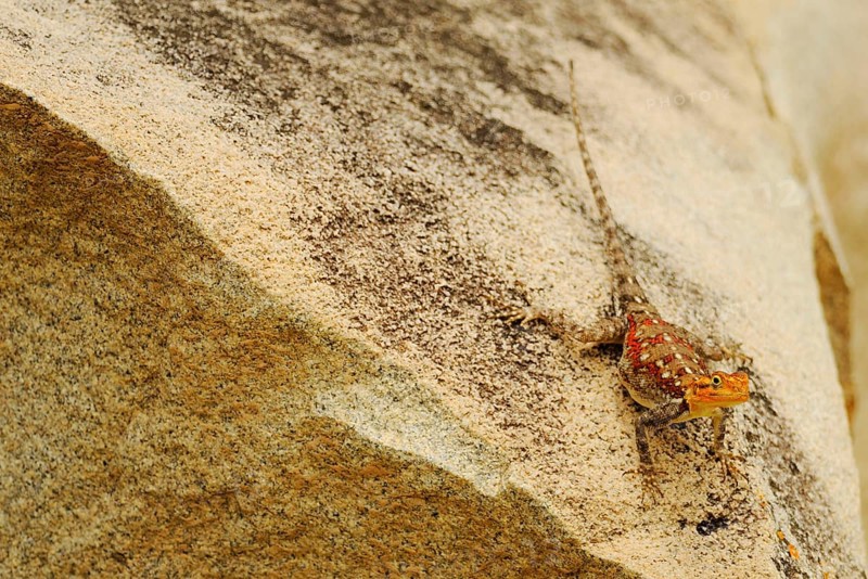 Rock Agama